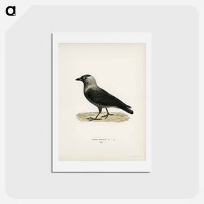 アートポストカード-Western Jackdaw
 - スヴェンスカ フォグラル Postcard.