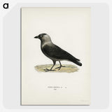 1-58_Svenska-Faglar_picture-crop