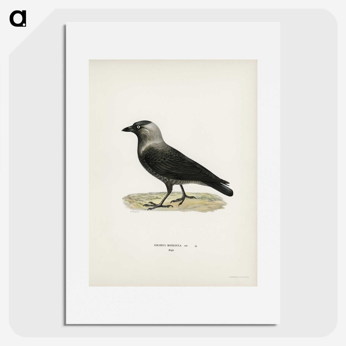 1-58_Svenska-Faglar_picture