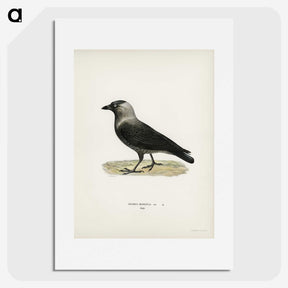 1-58_Svenska-Faglar_picture