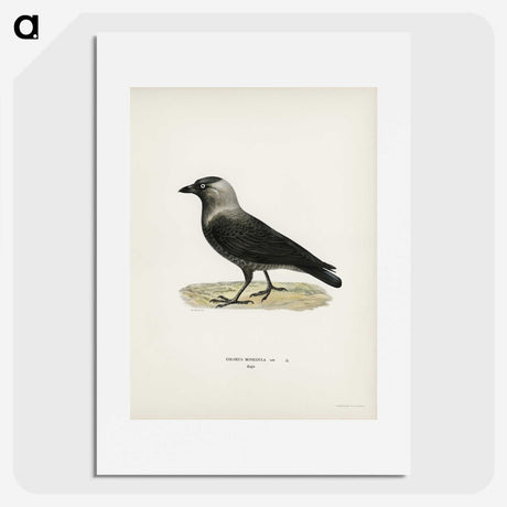 1-58_Svenska-Faglar_picture