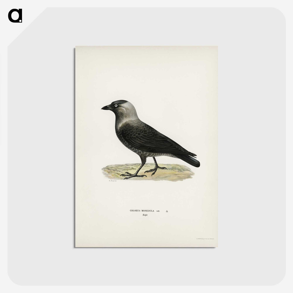 1-58_Svenska-Faglar_postcard