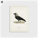 1-58_Svenska-Faglar_postcard