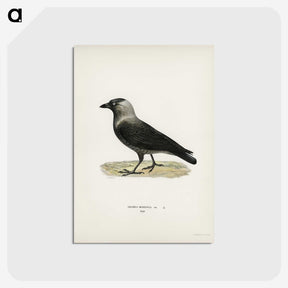 1-58_Svenska-Faglar_postcard