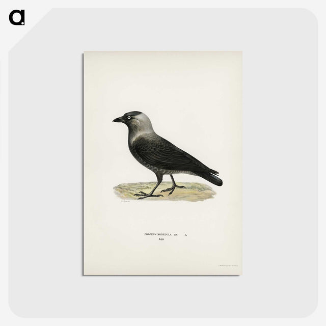 1-58_Svenska-Faglar_postcard