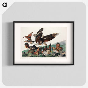 アートポスター-Virginian Partridge from Birds of America
 - アメリカの鳥たち Poster.