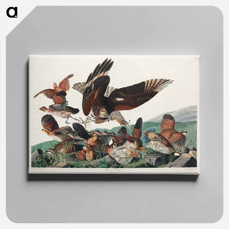 アートパネル-Virginian Partridge from Birds of America
 - アメリカの鳥たち Canvas.