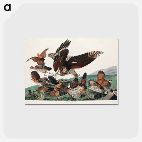 アートポストカード-Virginian Partridge from Birds of America
 - アメリカの鳥たち Postcard.