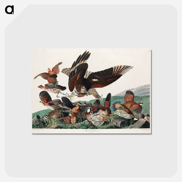 アートポストカード-Virginian Partridge from Birds of America
 - アメリカの鳥たち Postcard.