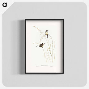 アートポスター-Bicheno's Finch
 - オーストラリアの鳥 Poster.