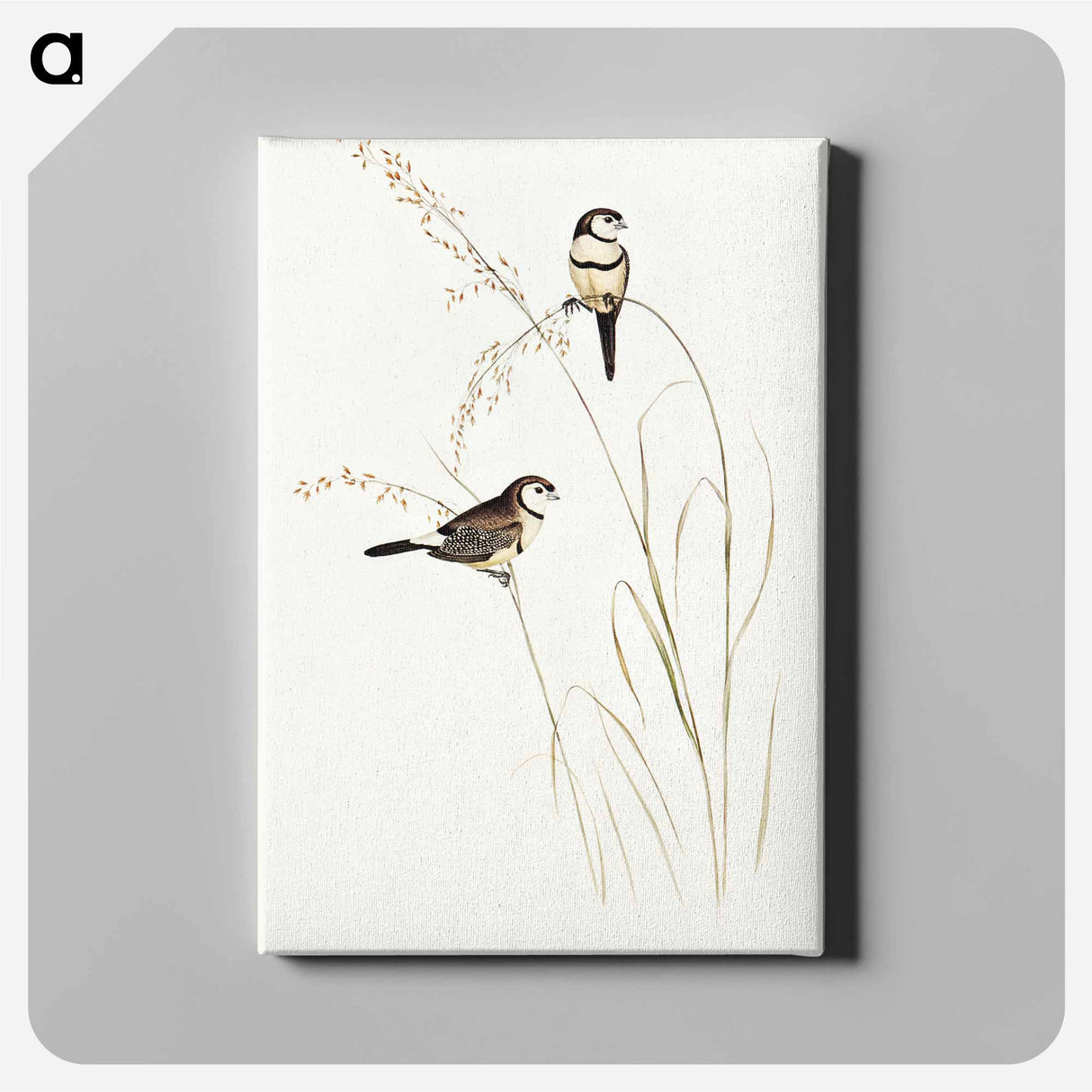 Bicheno's Finch
 - オーストラリアの鳥 Canvas.