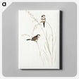 アートパネル-Bicheno's Finch
 - オーストラリアの鳥 Canvas.