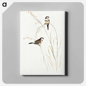 アートパネル-Bicheno's Finch
 - オーストラリアの鳥 Canvas.
