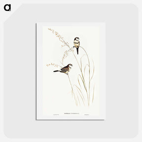 アートポストカード-Bicheno's Finch
 - オーストラリアの鳥 Postcard.