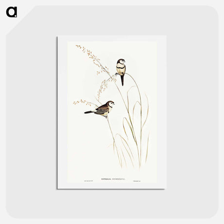 アートポストカード-Bicheno's Finch
 - オーストラリアの鳥 Postcard.