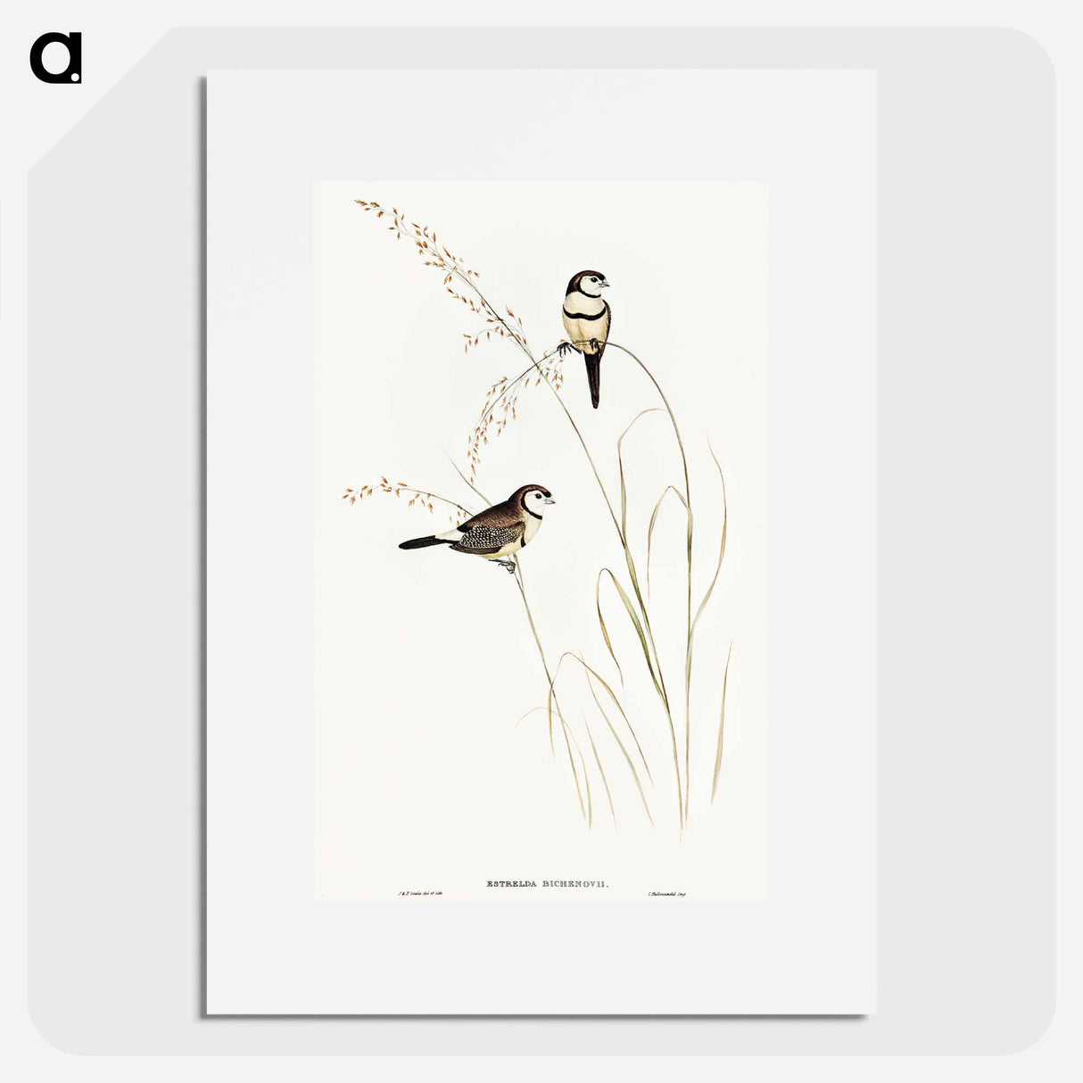 アートポスター-Bicheno's Finch
 - オーストラリアの鳥 Poster.