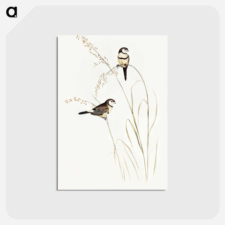 アートポストカード-Bicheno's Finch
 - オーストラリアの鳥 Postcard.