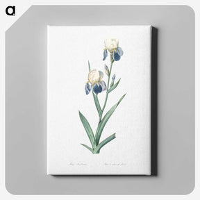 1-58_The-Lilies_canvas