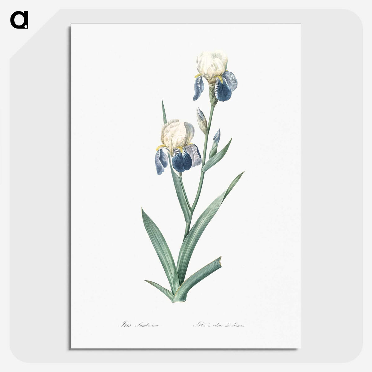 1-58_The-Lilies_picture-crop