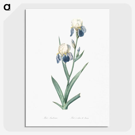 1-58_The-Lilies_picture-crop