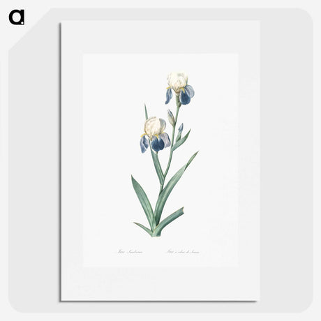 1-58_The-Lilies_picture