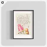 アートポスター-Imaginary Insect, Tulip, Spider, and Common Pear
 - 書道のお手本 Poster.