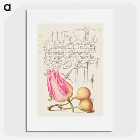 アートポスター-Imaginary Insect, Tulip, Spider, and Common Pear
 - 書道のお手本 Poster.