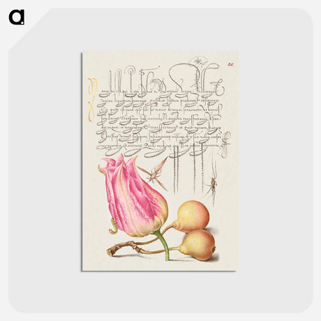 アートポストカード-Imaginary Insect, Tulip, Spider, and Common Pear
 - 書道のお手本 Postcard.