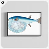 1-58_The-Natural-History-of-British-Fishes_blk-crop
