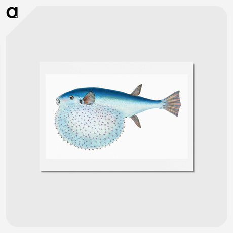 1-58_The-Natural-History-of-British-Fishes_hagaki