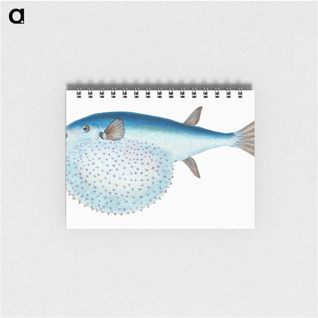 1-58_The-Natural-History-of-British-Fishes_memo