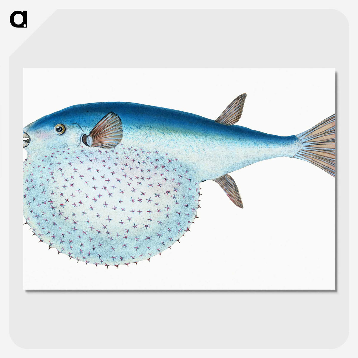 1-58_The-Natural-History-of-British-Fishes_picture-crop