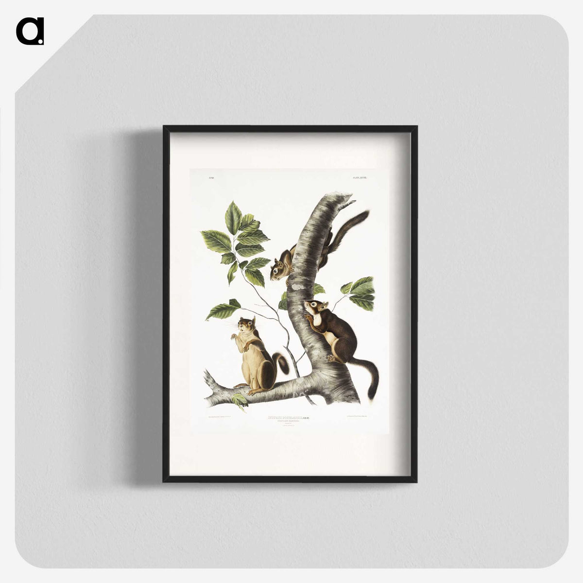 1-58_The-Viviparous-Quadrupeds_blk