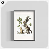 1-58_The-Viviparous-Quadrupeds_blk