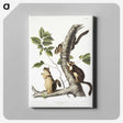 1-58_The-Viviparous-Quadrupeds_canvas