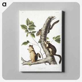 1-58_The-Viviparous-Quadrupeds_canvas