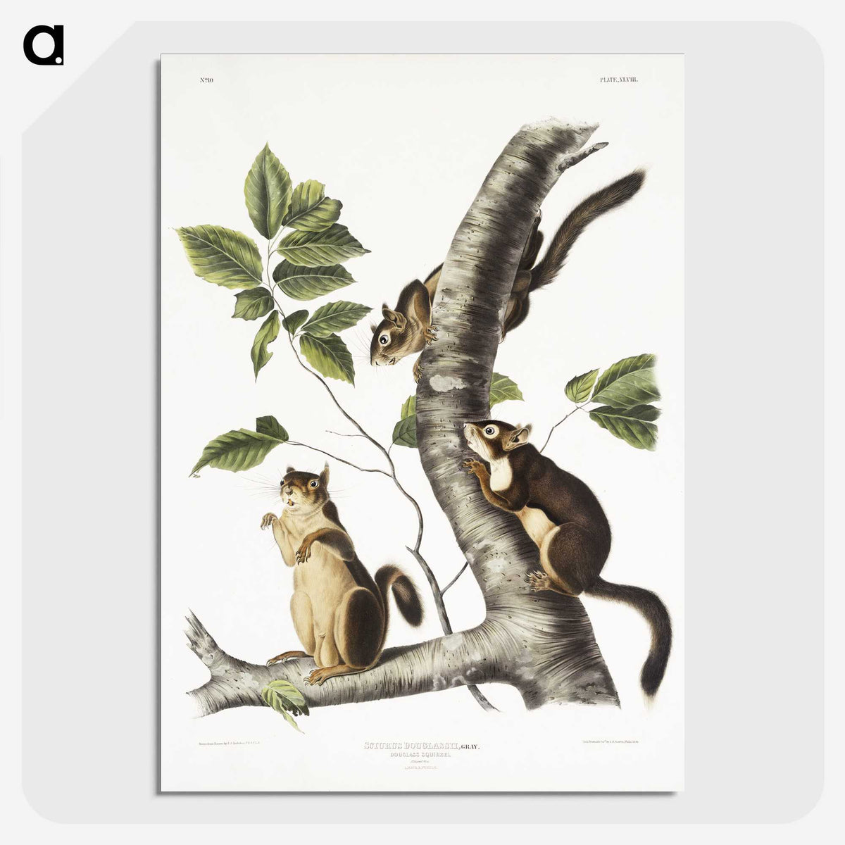 1-58_The-Viviparous-Quadrupeds_picture-crop