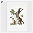 1-58_The-Viviparous-Quadrupeds_picture