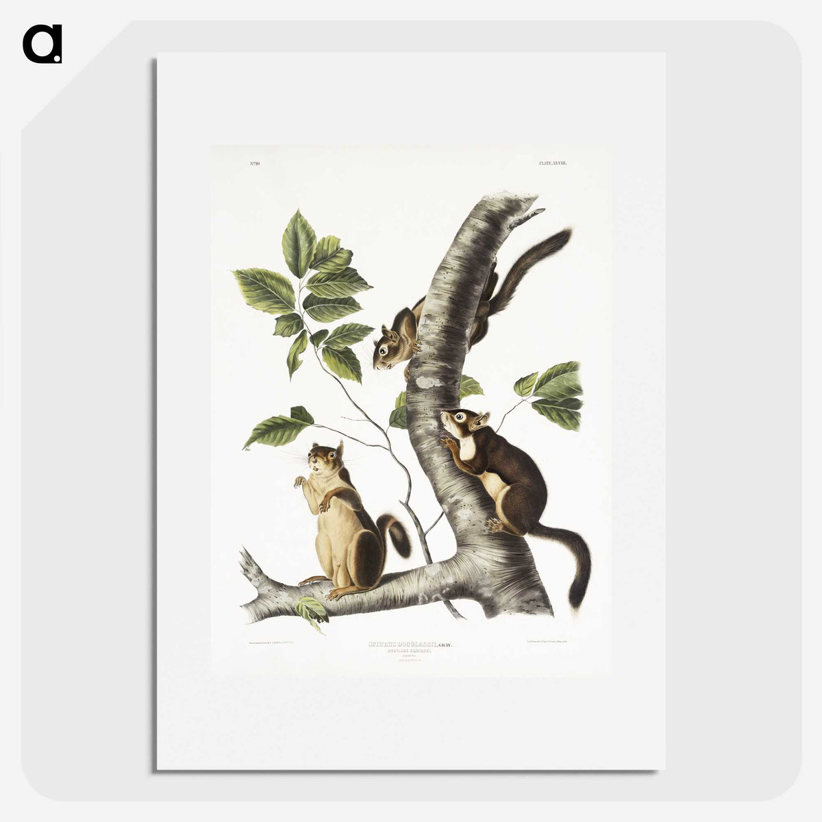 1-58_The-Viviparous-Quadrupeds_picture
