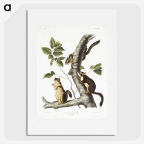 1-58_The-Viviparous-Quadrupeds_picture