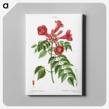 1-58_Treatise-on-Trees-and-Shrubs_canvas