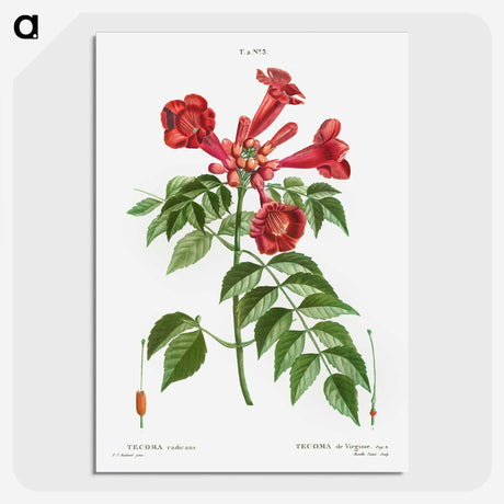 1-58_Treatise-on-Trees-and-Shrubs_picture-crop