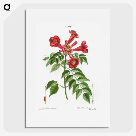 1-58_Treatise-on-Trees-and-Shrubs_picture
