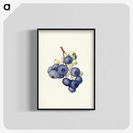 1-58_USDA-Watercolor-Fruit-Painting-Collection_blk-crop