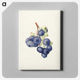 1-58_USDA-Watercolor-Fruit-Painting-Collection_canvas