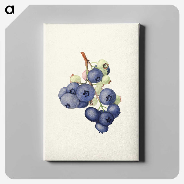 1-58_USDA-Watercolor-Fruit-Painting-Collection_canvas