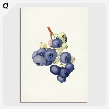 1-58_USDA-Watercolor-Fruit-Painting-Collection_picture-crop
