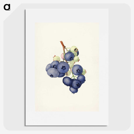 1-58_USDA-Watercolor-Fruit-Painting-Collection_picture