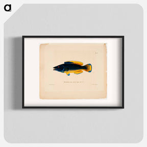 アートポスター-Cuckoo-wrasse, male - ヴィルヘルム フォン ライト Poster.