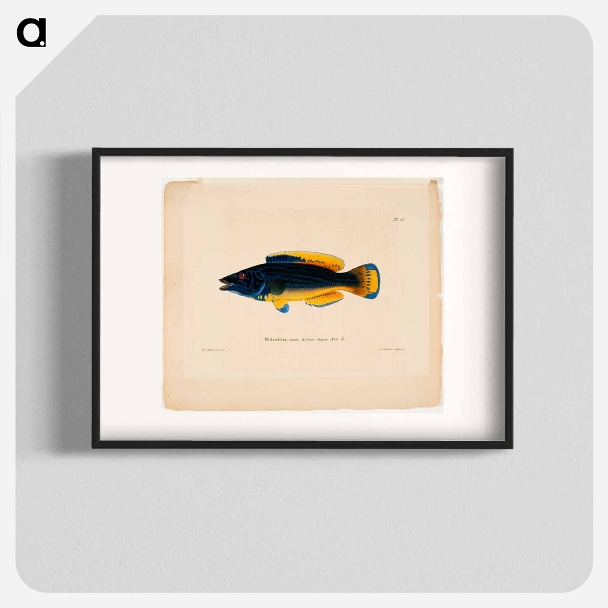 Cuckoo-wrasse, male - Wilhelm von Wright Poster.